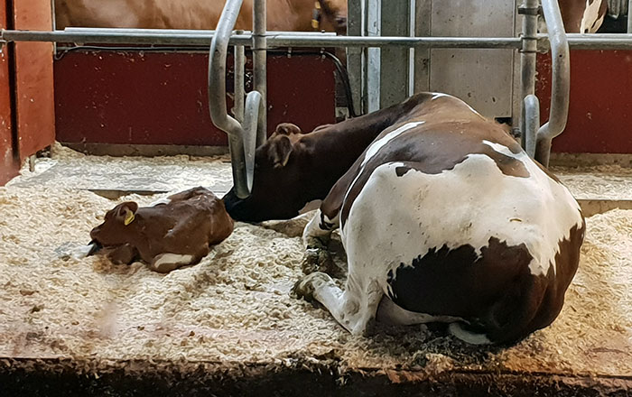 Cow and calf lying beside each other in cubicle. Photo.