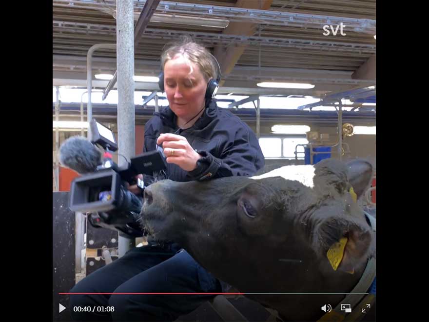 Reportern Märta försöker filma en närgången ko. Foto.