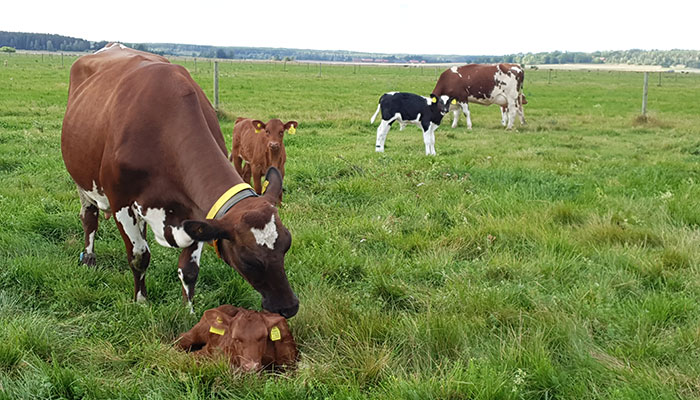 Kor med kalvar ute på bete. Foto. 