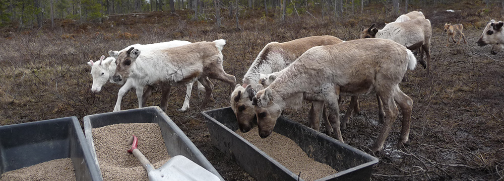 Flera renar vid utfodringsplats. Foto. 