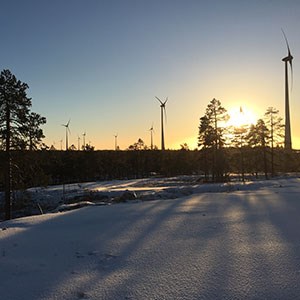 Vindkraftspark i solnedgång och snö. Foto. 