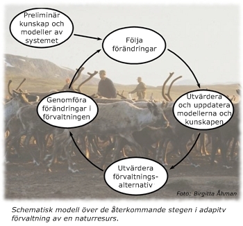 Principer för adaptiv förvaltning. Bild.