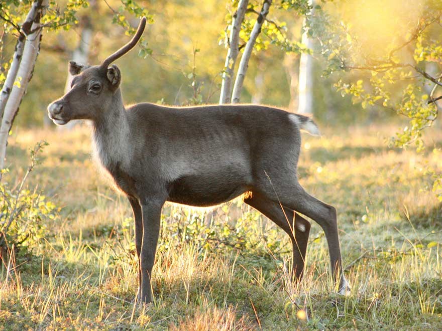 A young reindeer