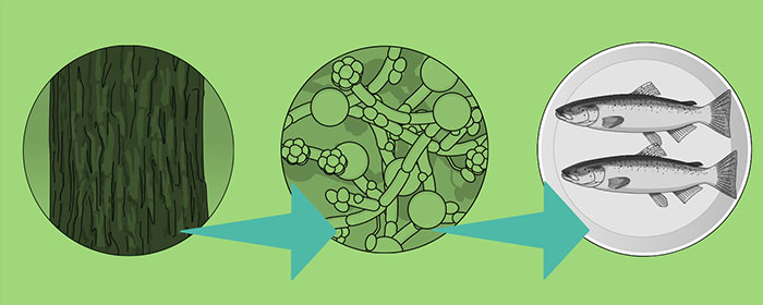 Schematic image with bark from a tree, molecules and a fish. Green background.