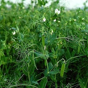 Peas, image from The Virtual Flora