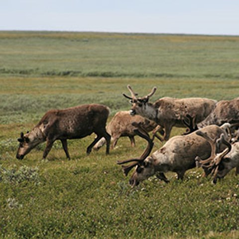 A herd of reindeer grazing in terrain with low-growing shrubs. Photo.