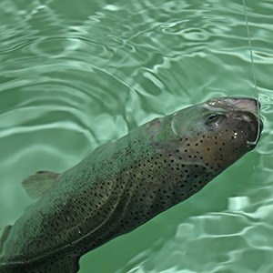 Cannulated fish in fish tank. Photo.