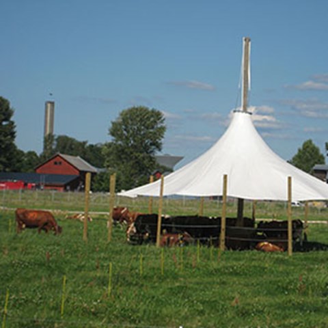 White, peaked sun roof for cows on pasture. Photo.