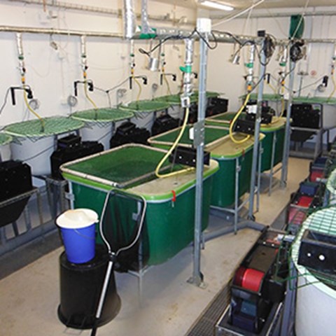 Overview image of the fish lab with experimental thoughts. Photo.