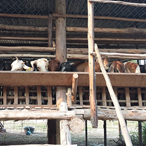 Getter i Laos som äter vid ett upphöjt foderbord. Foto. 