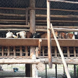 Goats in Laos eating at a raised feeding table. Photo.