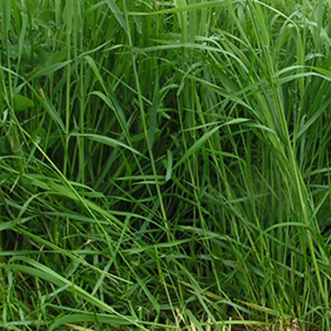 Close-up on green grass. Photo. 