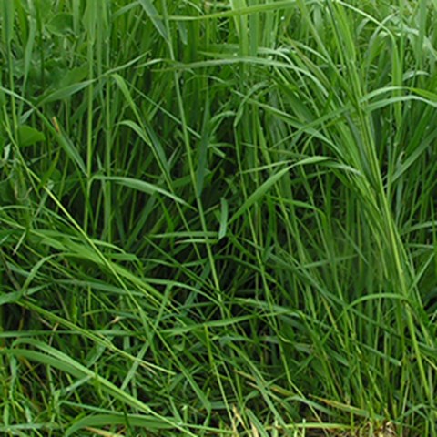 Närbild på grönt gräs. Foto.