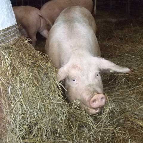 Pig eating from a pile of hay. Photo.
