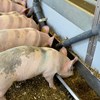 Pigs eating roughage from the feed trough. Photo.