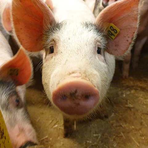 Close up of a piglet. Photo.