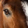 Närbild på ett hästöga, på en brun häst med vit bläs. Foto.