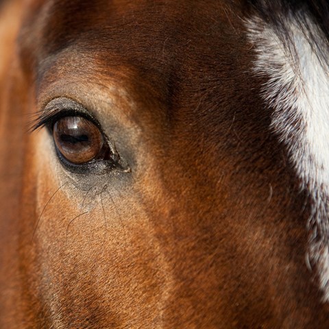 Närbild på ett hästöga, på en brun häst med vit bläs. Foto.