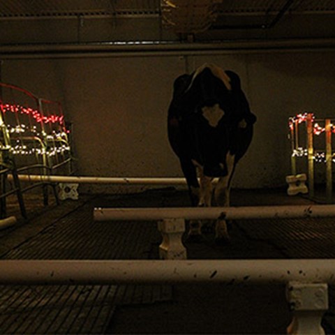 Black and white milk cow walking obstacle course in the dark with yellow and red lighting on the sides. Photo.
