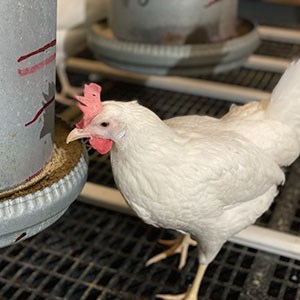 Close up of a white laying hen next to a feeder. Photo.