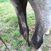 Närbild bakifrån på en häst med rinnig gödsel på benen. Foto. 