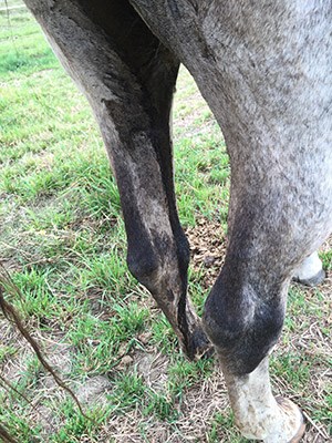 Närbild bakifrån på en häst med rinnig gödsel på benen. Foto. 