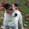 Närbild på en jack russel hund med gult halsband. Foto. 