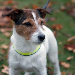 Close up of a jack russel dog with yellow necklace. Photo.
