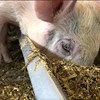 Närbild på gris som äter vallfoder. Foto.