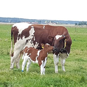 Red and white SRB-cow with calf on pasture. Photo.