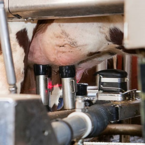 Close up of milk machine and udder. Photo.