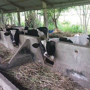 Calves in a barn in Vietnam. Photo.