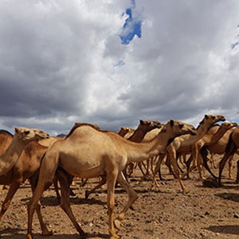 En flock kameler som går på stenig rödbrun jord. Foto.