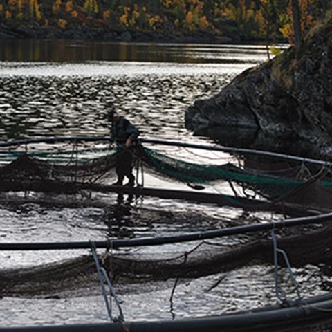 Person som fixar med en fiskodlingskasse i vattnet. Foto. 