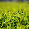 Grass and clover ley. Photo.
