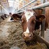 SRB cow at feeding table in a barn. Photo.