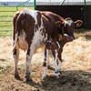 SRB cow with calf on pasture. Photo.