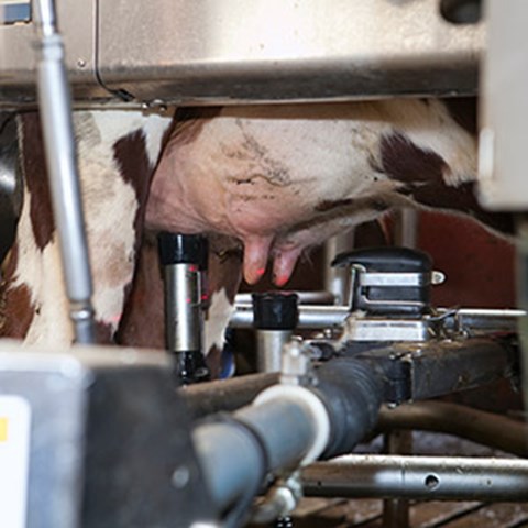 Ko som mjölkas i automatiskt mjölkningssystem (AMS). Foto. 