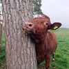 An SRB cow peeking out from behind a tree. Photo.