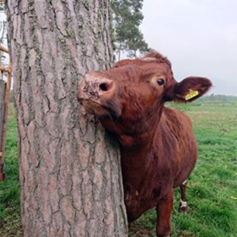 An SRB cow peeking out from behind a tree. Photo.