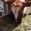 Cow eating silage from a feeding table. Photo.