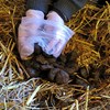 Collection of horse manure in plastic bag. Photo.