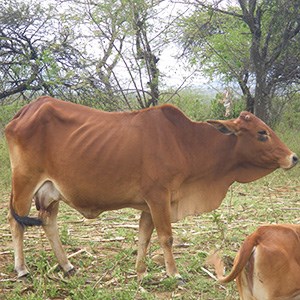 Cow at pasture in Chepereria. Photo.