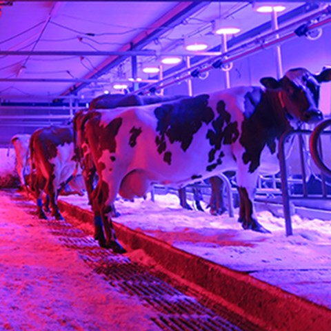 Cows in a tied-stall barn in pink and purple LED lights. Photo.