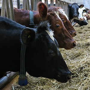 Three cows at the feed table