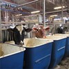 Three dairy cows at blue and white feeding trays. Photo.