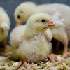 Close up of small chicken with more chicks behind. Photo.