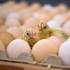 Eggs and two newly hatched yellow chickens. Photo.