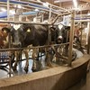Mjölkkor som står i mjölkningskarusell på Lövsta forskningscentrum. Foto. 