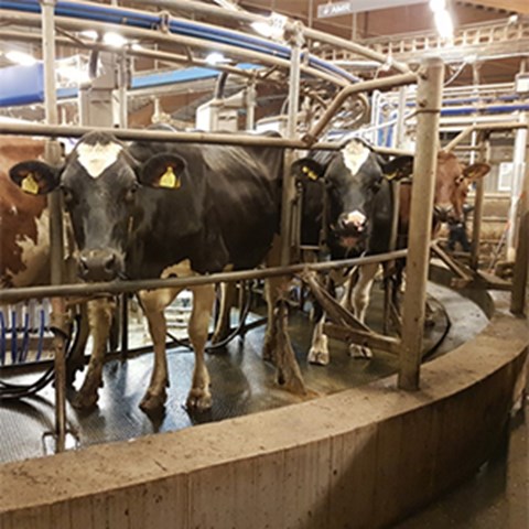 Dairy cows standing in milking carousel at Lövsta research center. Photo.
